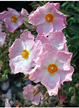 Cistus x argenteus 'Silver Pink'