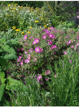 Cistus × bornetianus 'Jester'