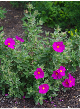 Cistus x pulverulentus 'Sunset'