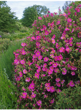 Cistus x purpureus