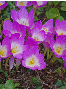 Colchicum 'Glory of Heemstede'