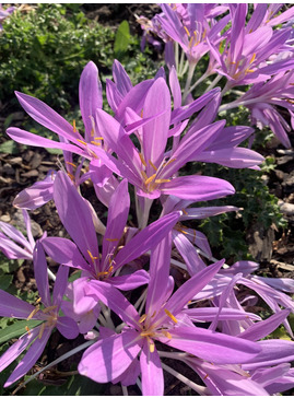 Colchicum 'Pink Star'