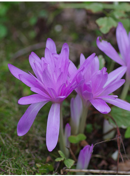 Colchicum 'Waterlily'