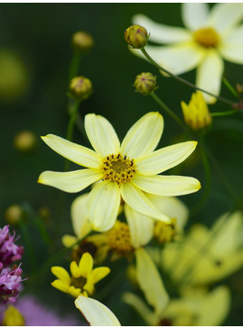 Coreopsis verticillata 'Moonbeam'