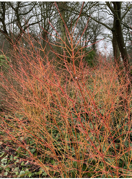 Cornus sanguinea 'Midwinter Fire'