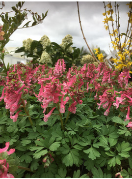 Corydalis solida subsp. solida 'Beth Evans'