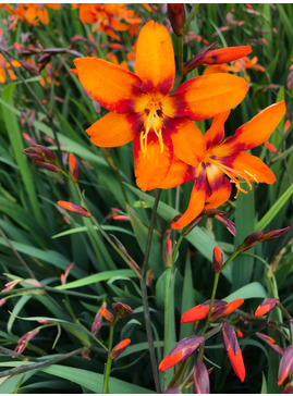 Crocosmia x crocosmiiflora 'Emily Mckenzie'