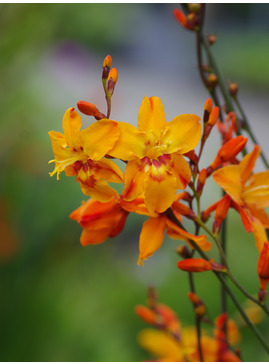 Crocosmia x crocosmiiflora 'Queen Alexandra'