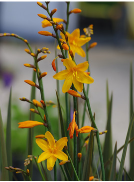 Crocosmia x crocosmiiflora 'Twilight Fairy Gold'