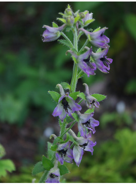 Delphinium vestitum