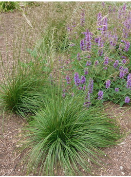 Deschampsia cespitosa 'Waldschatt'