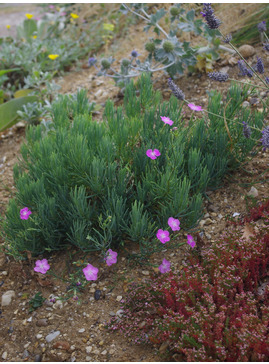 Dianthus fruticosus