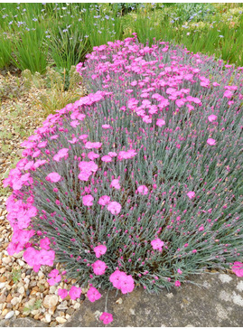 Dianthus bright pink