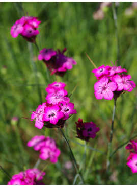 Dianthus carthusianorum