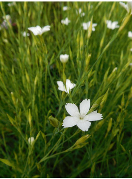 Dianthus deltoides 'Albus'