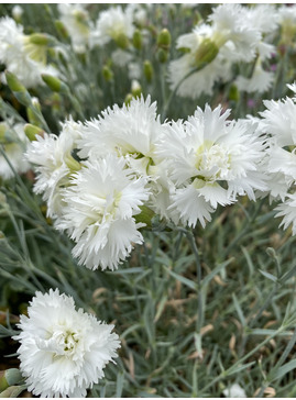 Dianthus plumarius 'Maischnee'