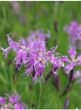 Dianthus superbus