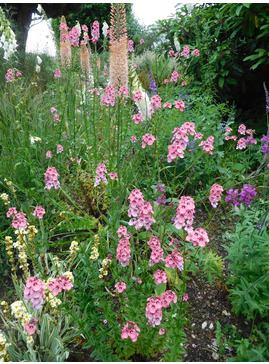 Diascia 'Hopleys'