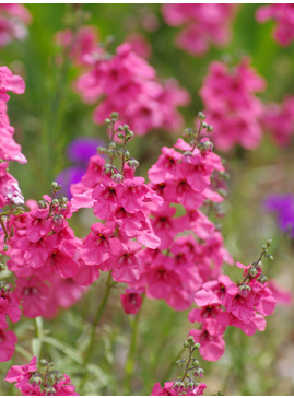 Diascia integerrima