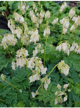 Dicentra 'Aurora'