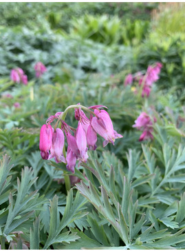 Dicentra formosa