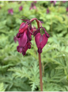 Dicentra formosa 'Bacchanal'