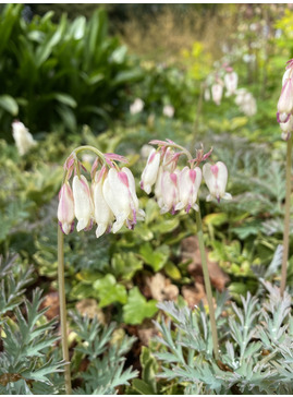 Dicentra formosa 'Langtrees'