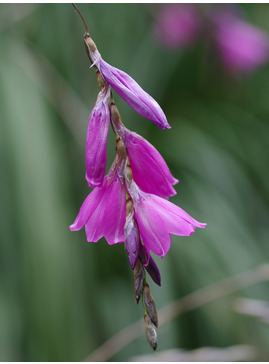 Dierama pulcherrimum