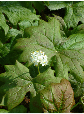 Diphylleia cymosa