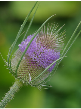 Dipsacus fullonum