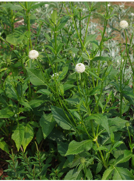 Dipsacus inermis