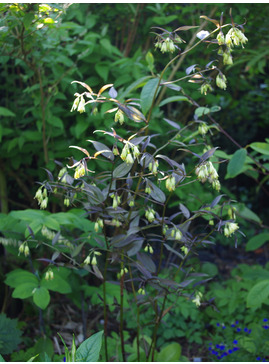 Disporum longistylum 'Night Heron' seedlings