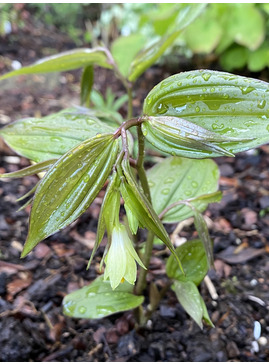 Disporum megalanthum