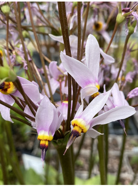 Dodecatheon pulchellum subsp. cusickii