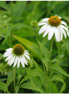 Echinacea purpurea 'Alba'