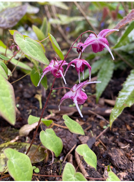 Epimedium grandiflorum 'Freya MK11'