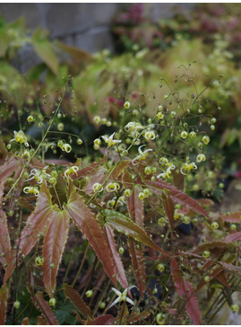 Epimedium 'Spine Tingler'