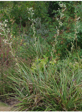 Eryngium eburneum