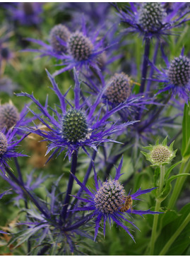 Eryngium x zabelii