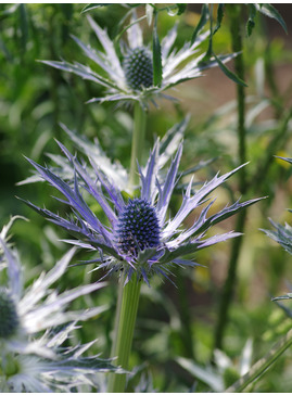 Eryngium x zabelii 'Big Blue'