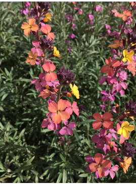 Erysimum mutabile