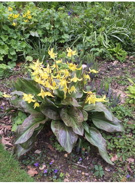 Erythronium 'Sundisc'