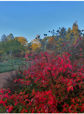 Euonymus alatus 'Compactus'