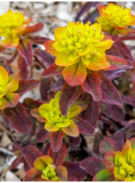 Euphorbia epithymoides 'Bonfire'