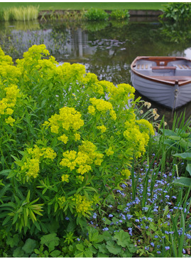 Euphorbia palustris 'Walenburg's Glorie'