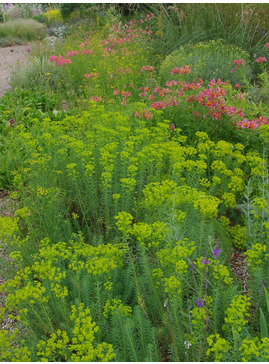 Euphorbia seguieriana