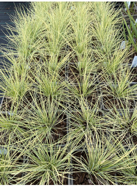 Festuca glauca 'Golden Toupee'