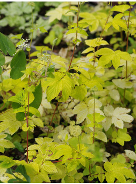 Filipendula ulmaria 'Aurea'