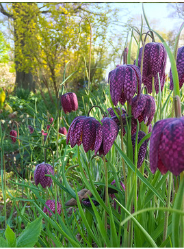 Fritillaria meleagris