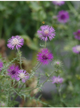 Galactites tomentosa 